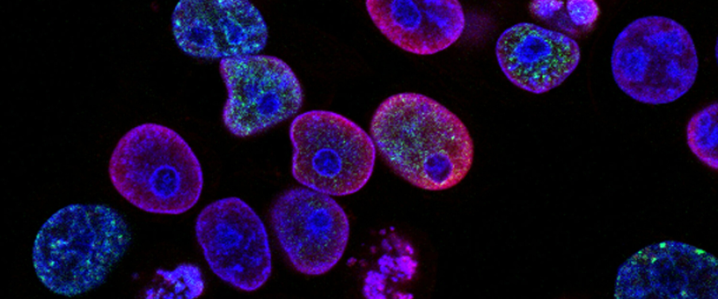 neon cells